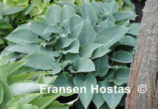 Hosta Devon Mist